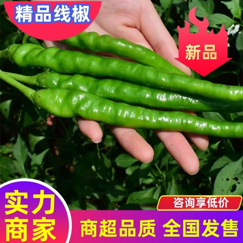 精品线椒辣椒新鲜上市货源充足价格优惠万亩基地对接市场商超