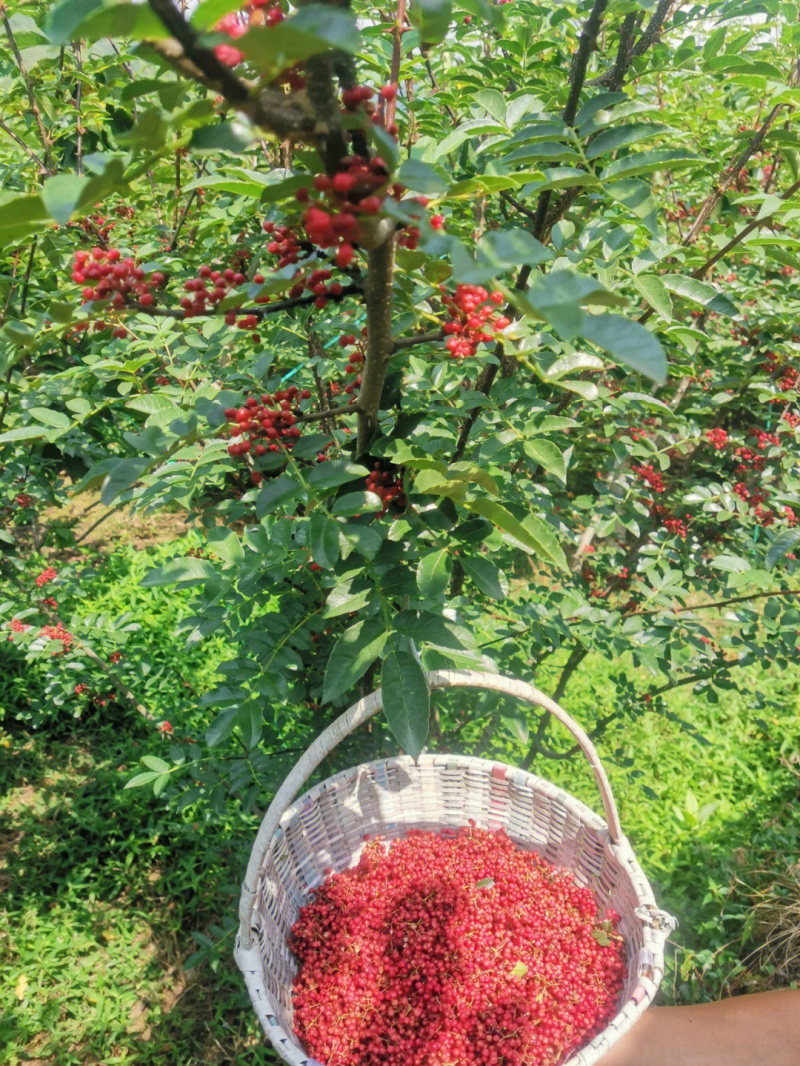 豆椒苗花椒苗根系发达现挖现发量大优惠