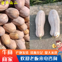 蜜本南瓜，6斤起步，口味甘甜，欢迎各位老板前来采购。