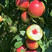 珍珠枣油桃苗二号白肉红核珍珠枣油桃树苗