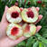 珍珠枣油桃苗二号白肉红核珍珠枣油桃树苗