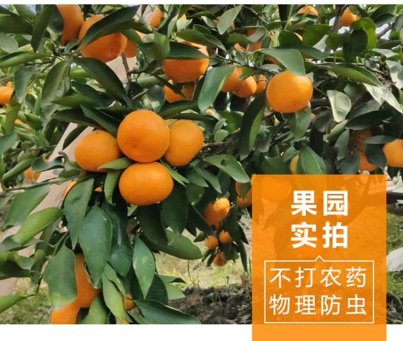 浙江台州橘子临海涌泉蜜桔黄岩蜜橘桔子电商/微商一件代发