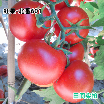 硬果番茄种籽高产大红果西红柿苗四季夏季耐热不裂果基地专用