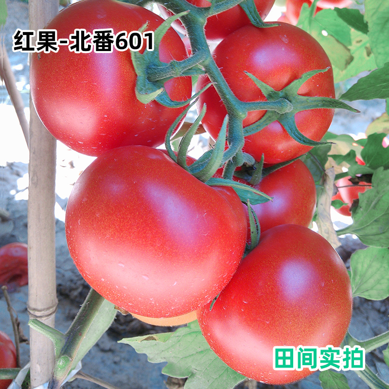 硬果番茄种籽高产大红果西红柿苗四季夏季耐热不裂果基地专用