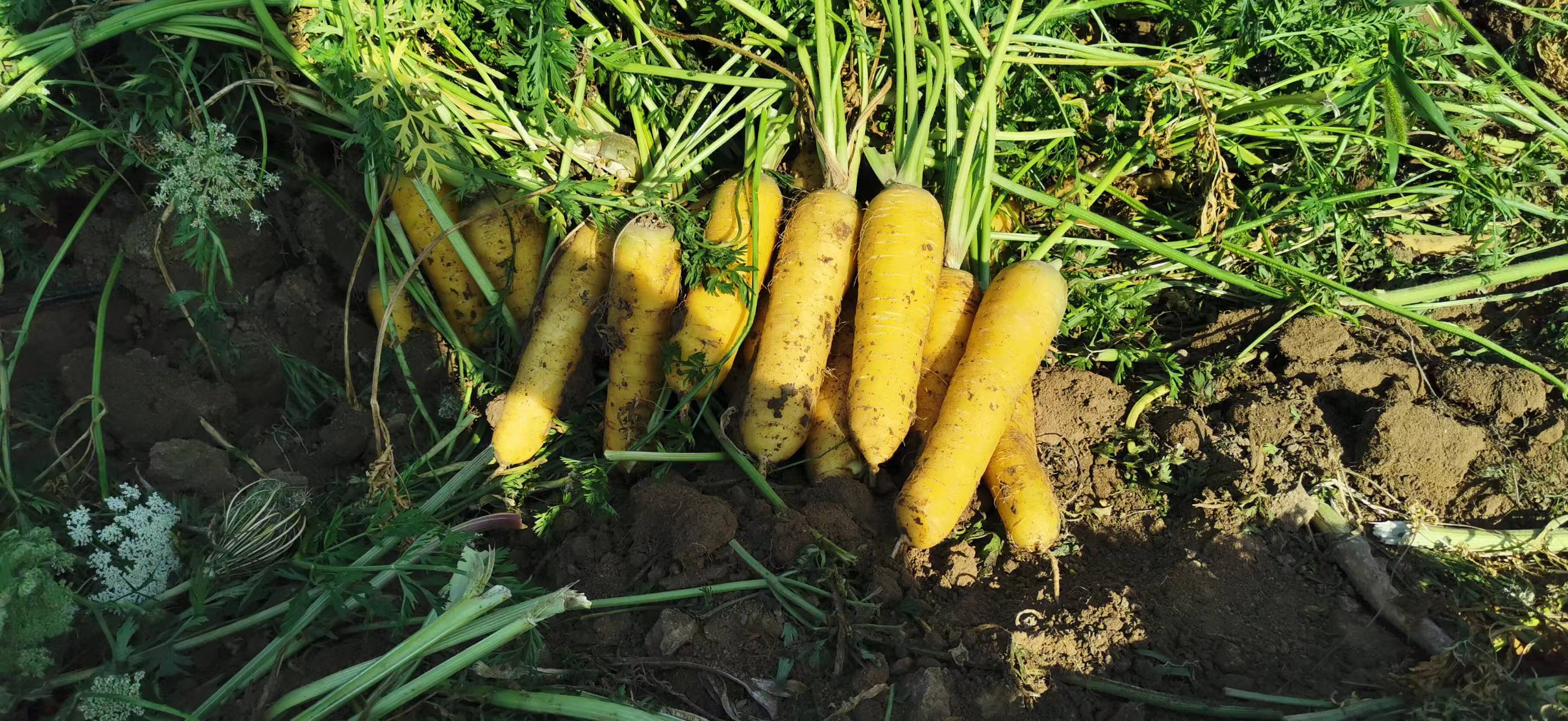 胡萝卜田间管理与采收