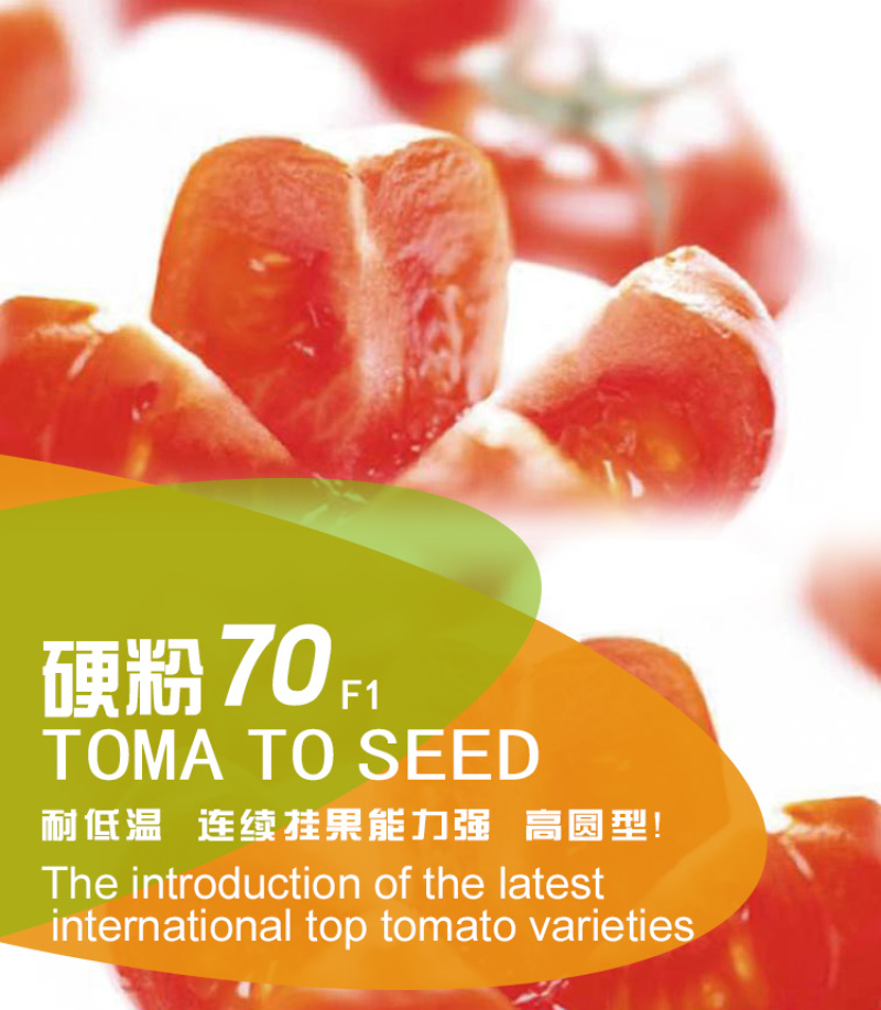 粉果西红柿籽早熟【硬粉70】抗TY抗线虫越夏大果型