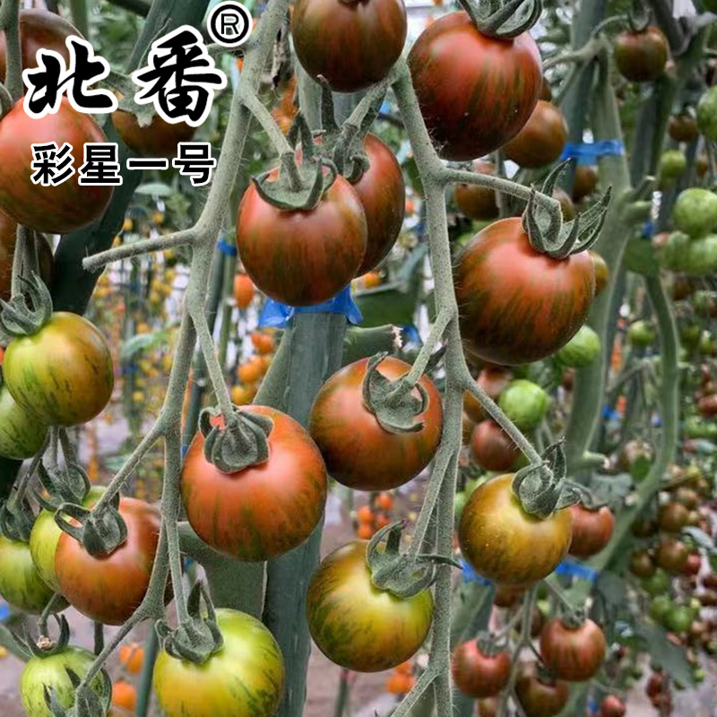 四季樱桃小番茄种子沙瓤西红柿种籽圣女果水果口感好吃蔬菜孑