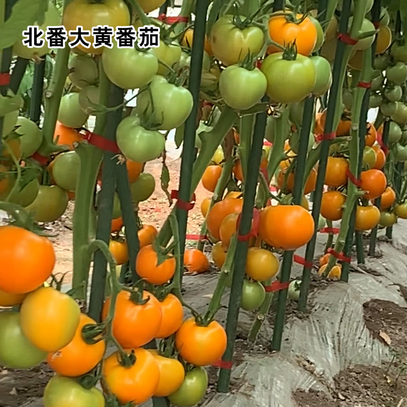 四季樱桃小番茄种子沙瓤西红柿种籽圣女果水果口感好吃蔬菜孑