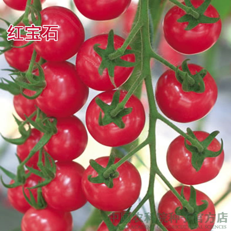 四季樱桃小番茄种子沙瓤西红柿种籽圣女果水果口感好吃蔬菜孑
