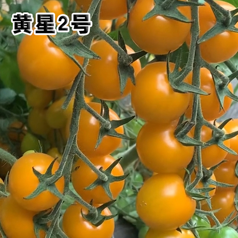 四季樱桃小番茄种子沙瓤西红柿种籽圣女果水果口感好吃蔬菜孑