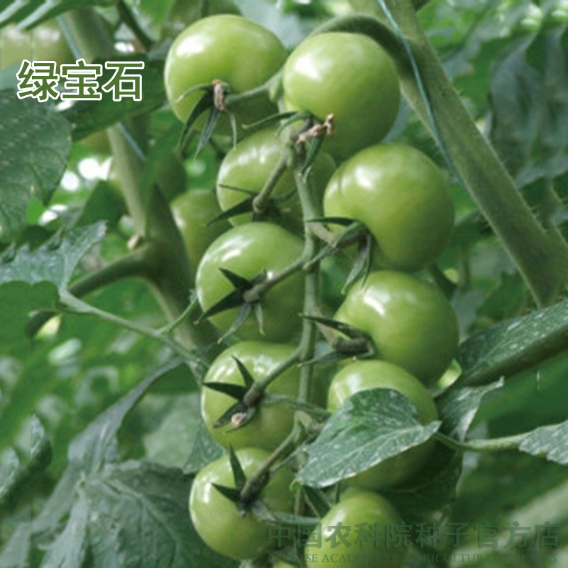 四季樱桃小番茄种子沙瓤西红柿种籽圣女果水果口感好吃蔬菜孑