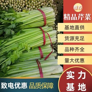 河北芹菜大量上市、芹菜脆嫩西芹嫩芯芹菜蔬菜产地直发