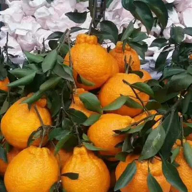 丑橘不知火丑橘皮薄汁甜入口化渣视频看货欢迎咨询
