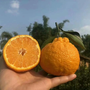 丑橘不知火丑橘皮薄汁甜入口化渣视频看货欢迎咨询
