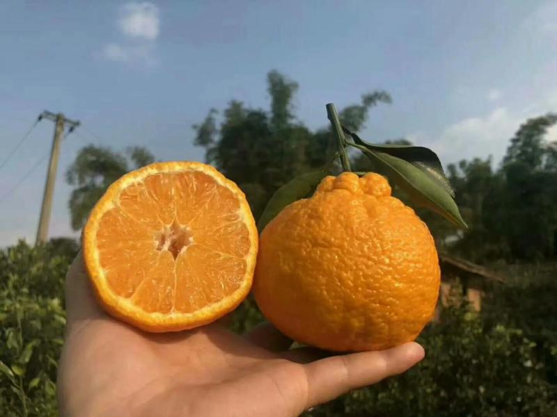 丑橘不知火丑橘皮薄汁甜入口化渣视频看货欢迎咨询