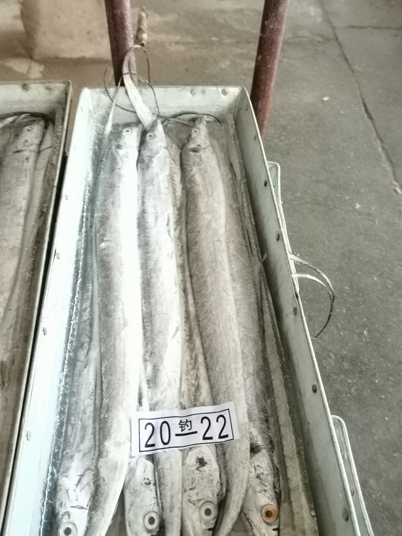 舟山带鱼冷冻带鱼精品礼盒厂家直发无中间商供应电商市场