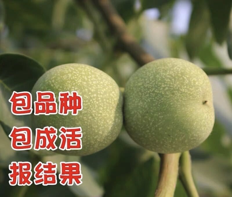 8518核桃苗品种纯正核桃树苗现挖现发
