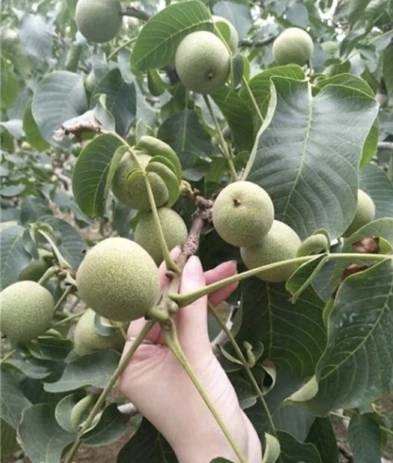 8518核桃苗品种纯正核桃树苗现挖现发