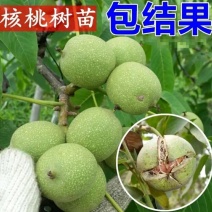 9818核桃苗品种纯正基地销售现挖现发