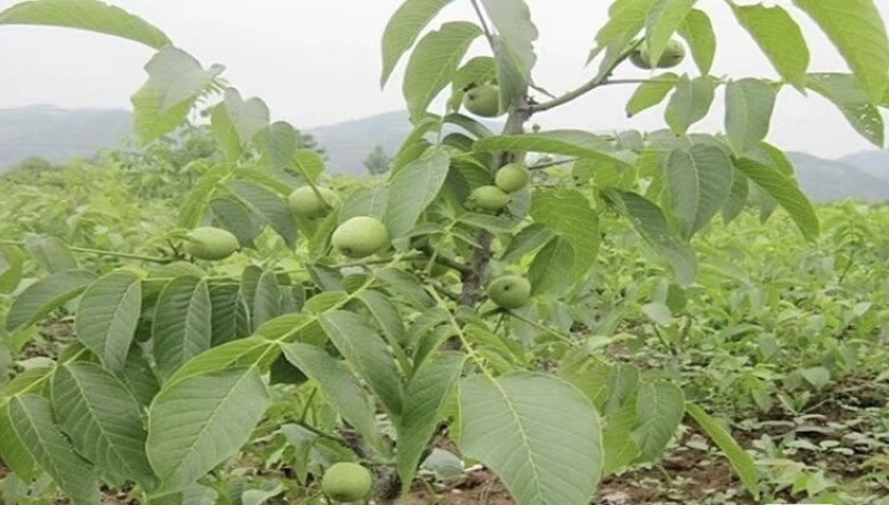 香玲核桃苗基地销售现挖现发品种纯正