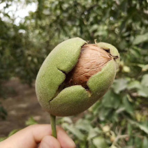 新疆薄皮核桃苗基地销售品种纯正现挖现发