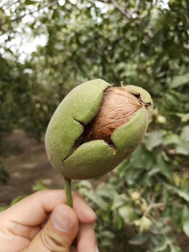 新疆薄皮核桃苗基地销售品种纯正现挖现发