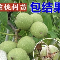 新新2号核桃苗基地销售现挖现发品种纯正
