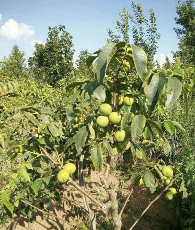 纸皮核桃苗基地销售现挖现发品种纯正