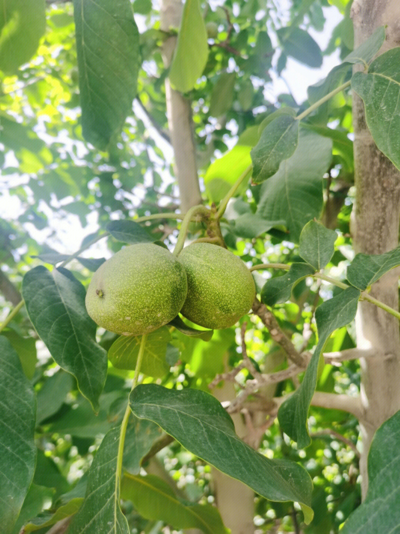 纸皮核桃苗基地销售现挖现发品种纯正