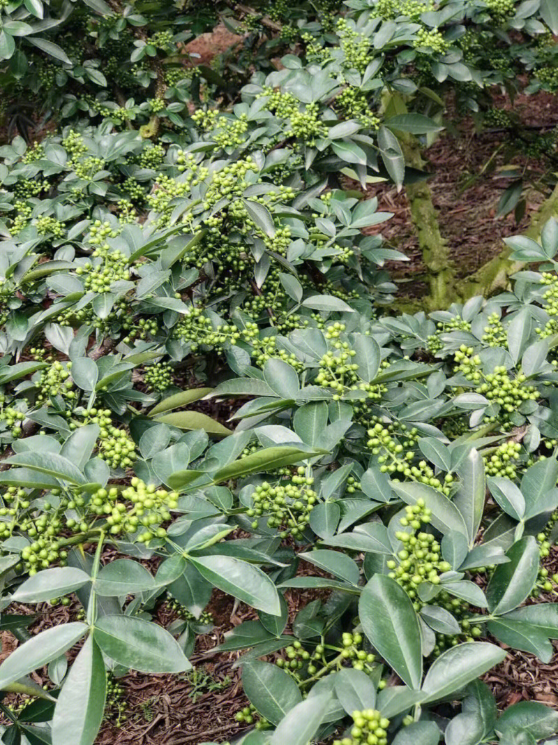 白沙花椒苗白里花椒苗白沙旦花椒苗品种纯正