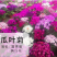 常用花卉瓜叶菊种子办公室内阳台盆栽庭院花卉混色