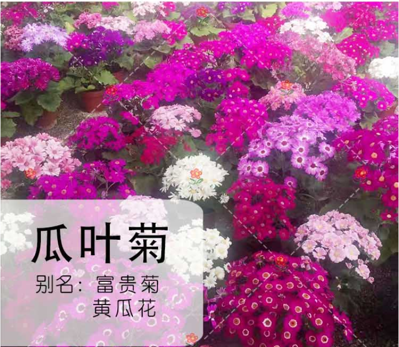 常用花卉瓜叶菊种子办公室内阳台盆栽庭院花卉混色