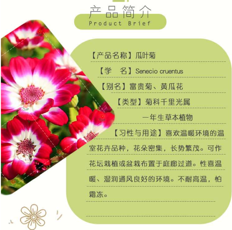 常用花卉瓜叶菊种子办公室内阳台盆栽庭院花卉混色