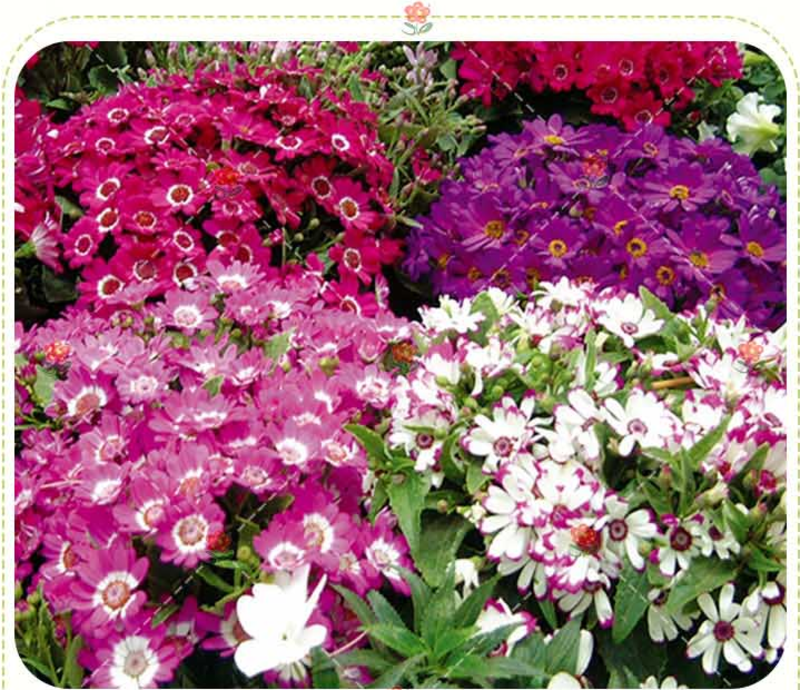 常用花卉瓜叶菊种子办公室内阳台盆栽庭院花卉混色