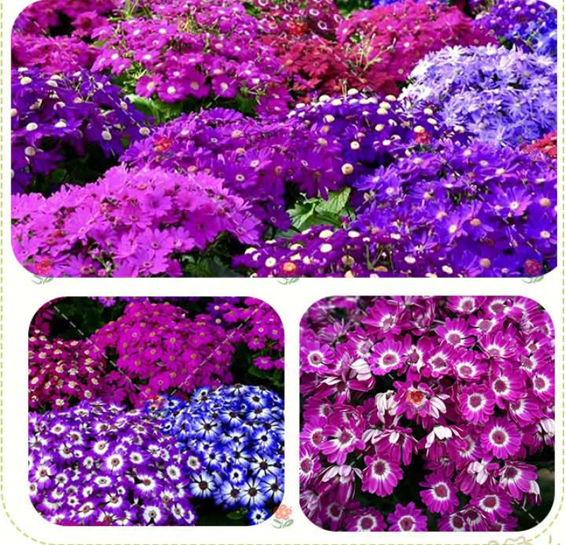 常用花卉瓜叶菊种子办公室内阳台盆栽庭院花卉混色