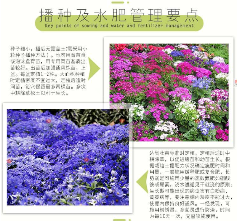 常用花卉瓜叶菊种子办公室内阳台盆栽庭院花卉混色