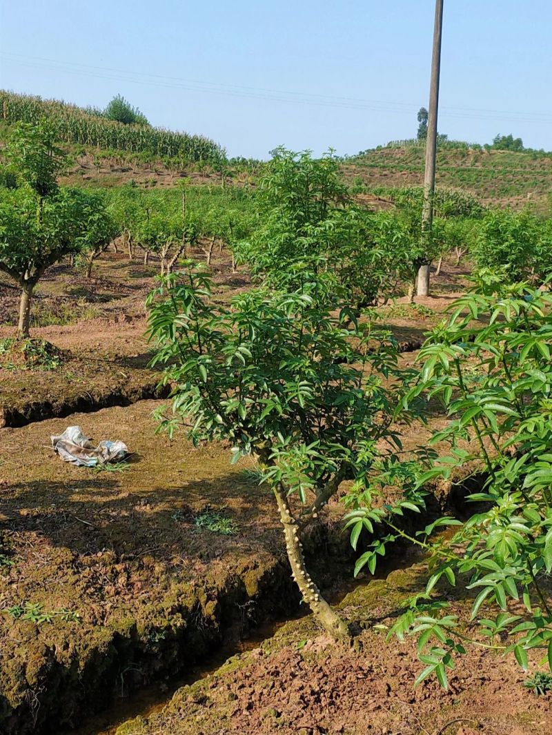 大红花椒苗油椒二红袍品种纯正现挖现发