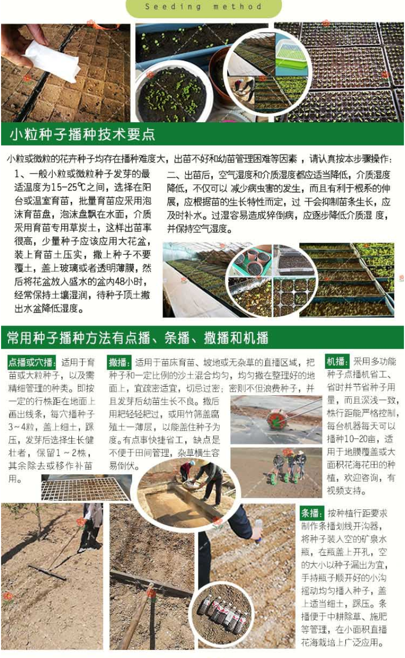 常用花卉瓜叶菊种子办公室内阳台盆栽庭院花卉混色