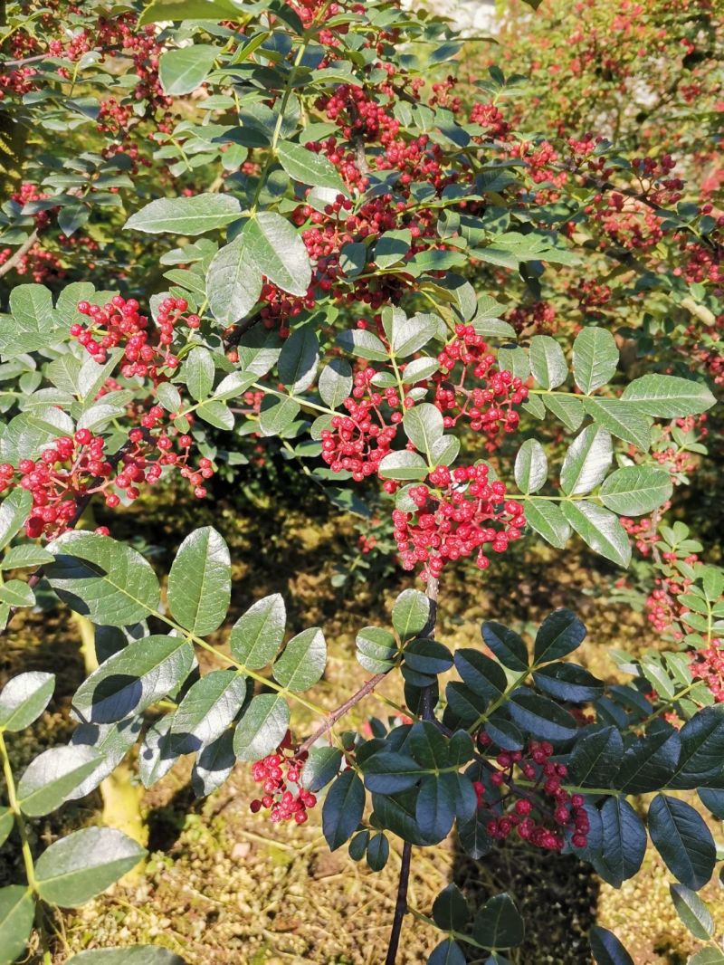 大红花椒苗油椒二红袍品种纯正现挖现发