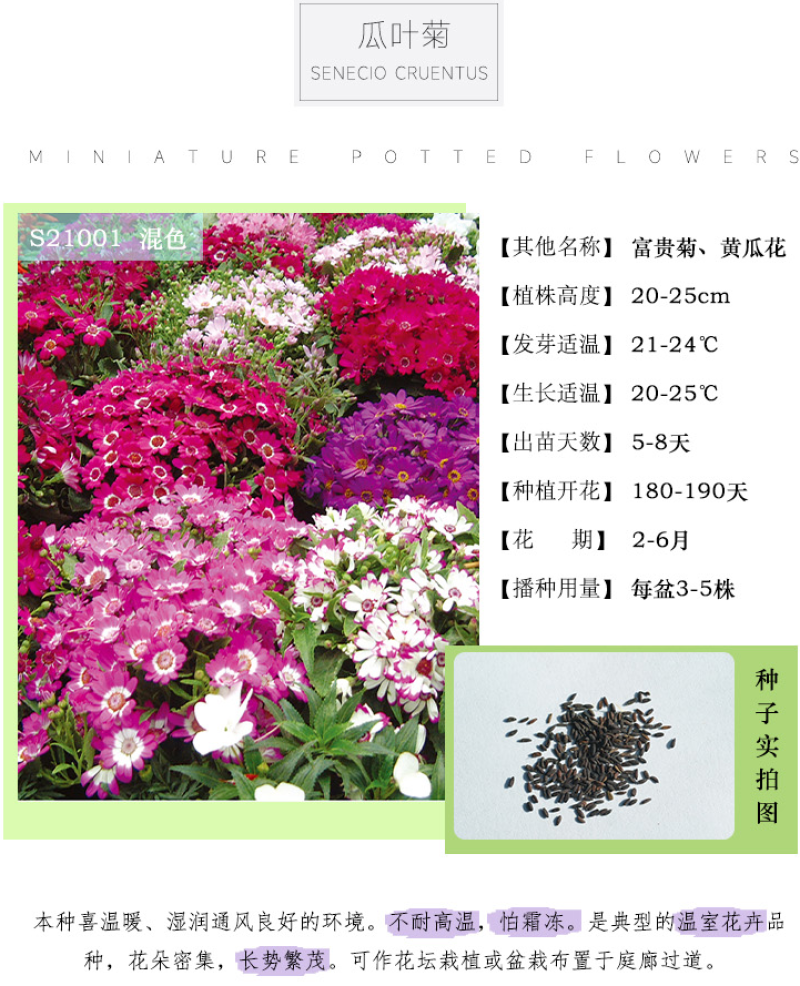 常用花卉瓜叶菊种子办公室内阳台盆栽庭院花卉混色