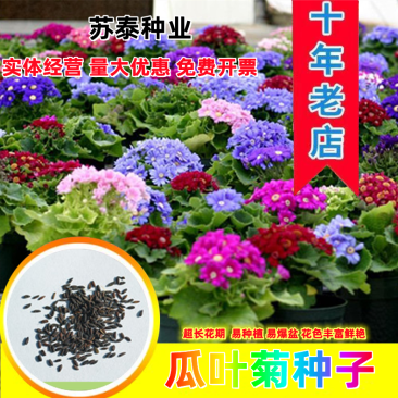 常用花卉瓜叶菊种子办公室内阳台盆栽庭院花卉混色