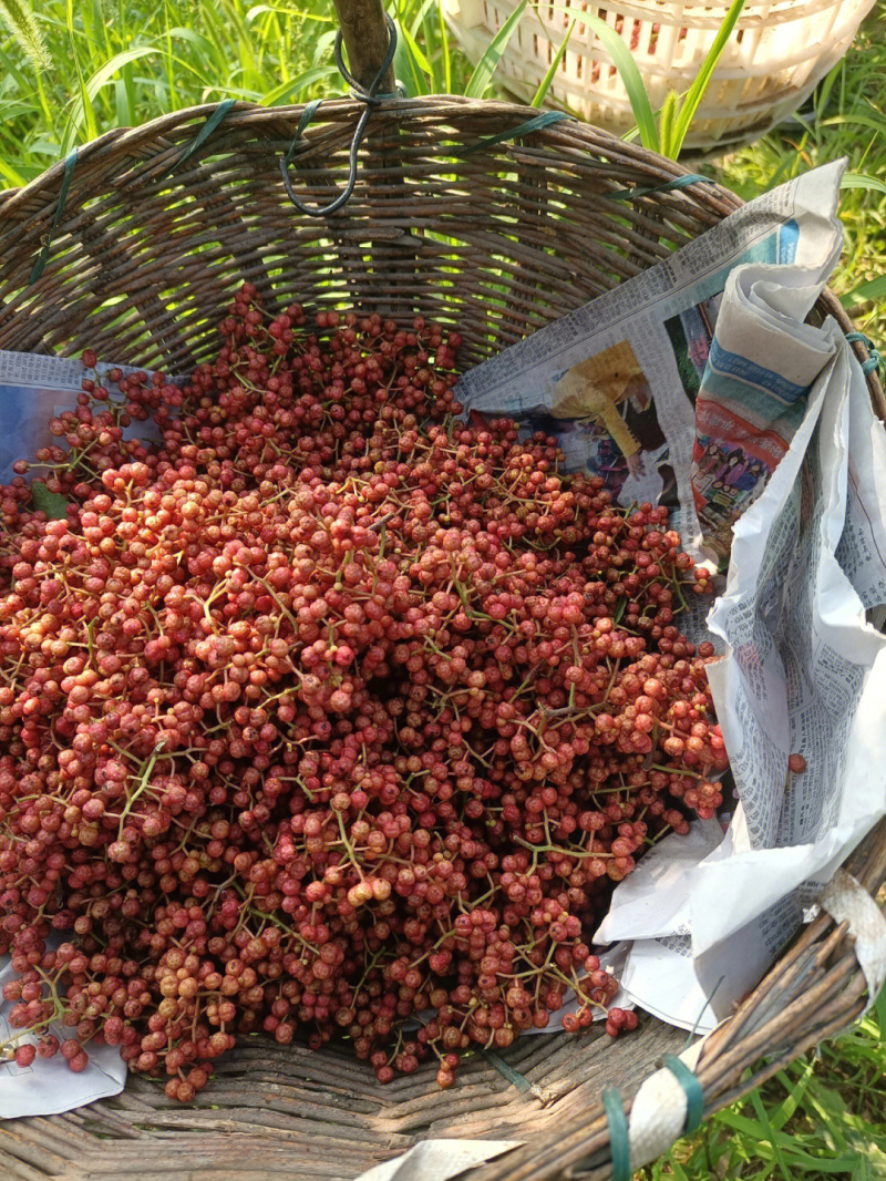 大红袍花椒苗基地销售现挖现发品种纯正