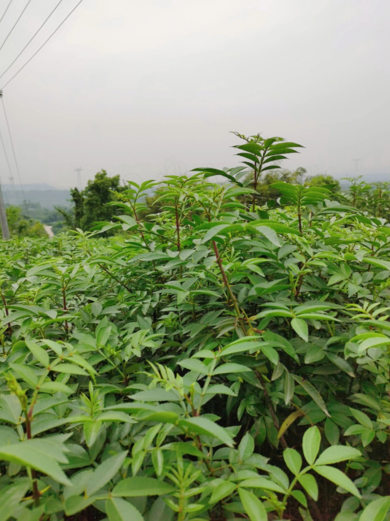 九叶花椒苗基地销售现挖现发根系发达品种纯正
