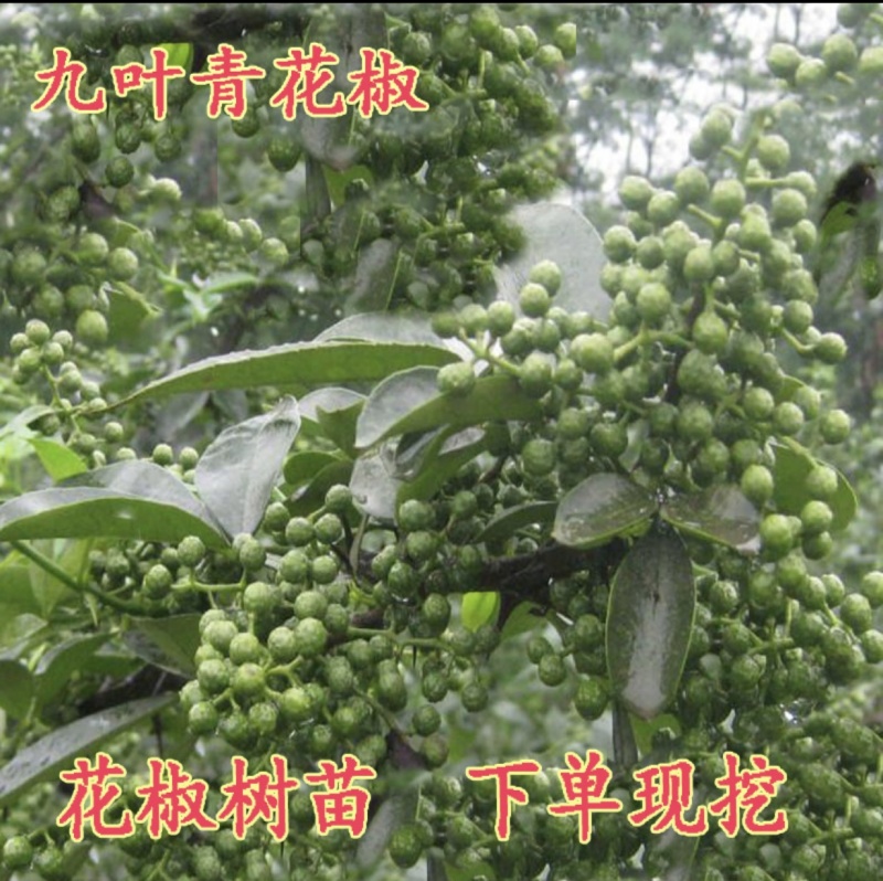 九叶花椒苗基地销售现挖现发根系发达品种纯正