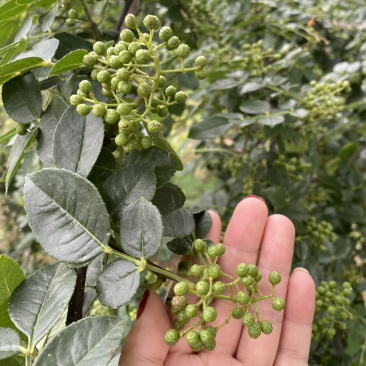 麻椒苗品种纯正根系发达现挖现发基地销售