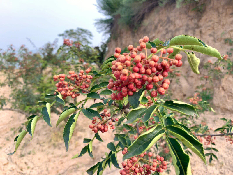 秦安1号花椒苗品种纯正现挖现发根系发达丰产性好