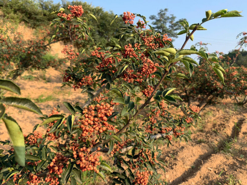 秦安1号花椒苗品种纯正现挖现发根系发达丰产性好