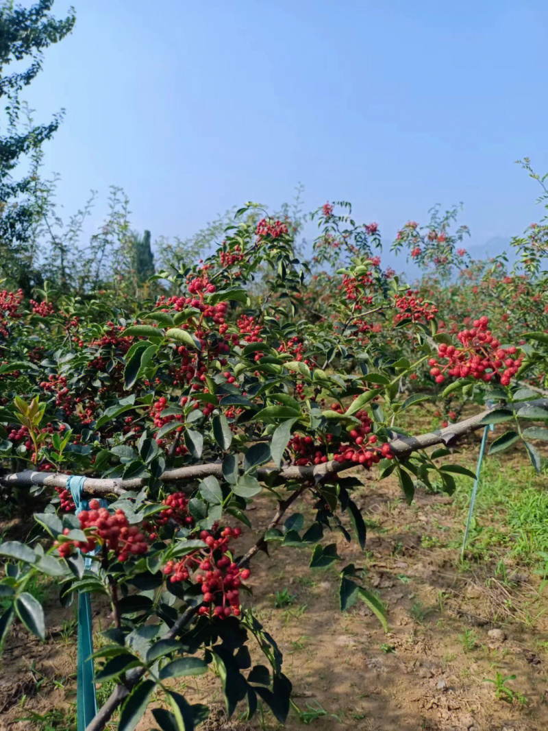 秦安1号花椒苗品种纯正现挖现发根系发达丰产性好