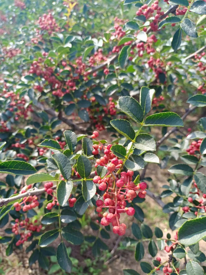 秦安1号花椒苗品种纯正现挖现发根系发达丰产性好