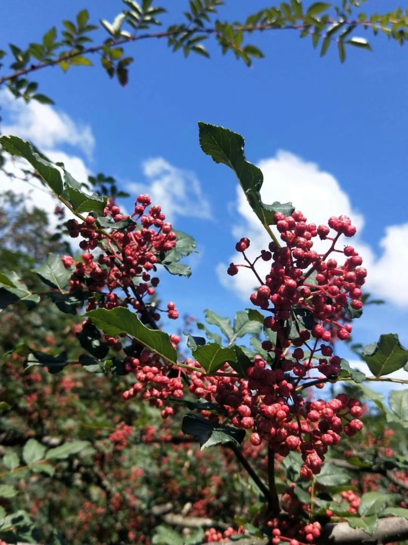 秦椒花椒苗根系发达现挖现发品种纯正